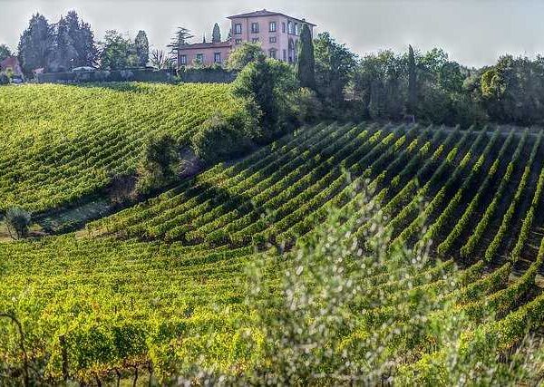 vineyard tuscany